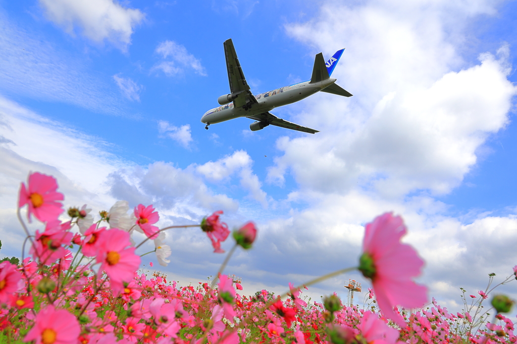 旅客機とコスモス畑