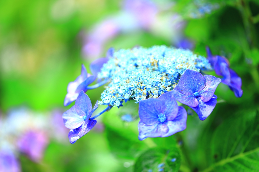 雨の中の紫陽花