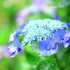 雨の中の紫陽花