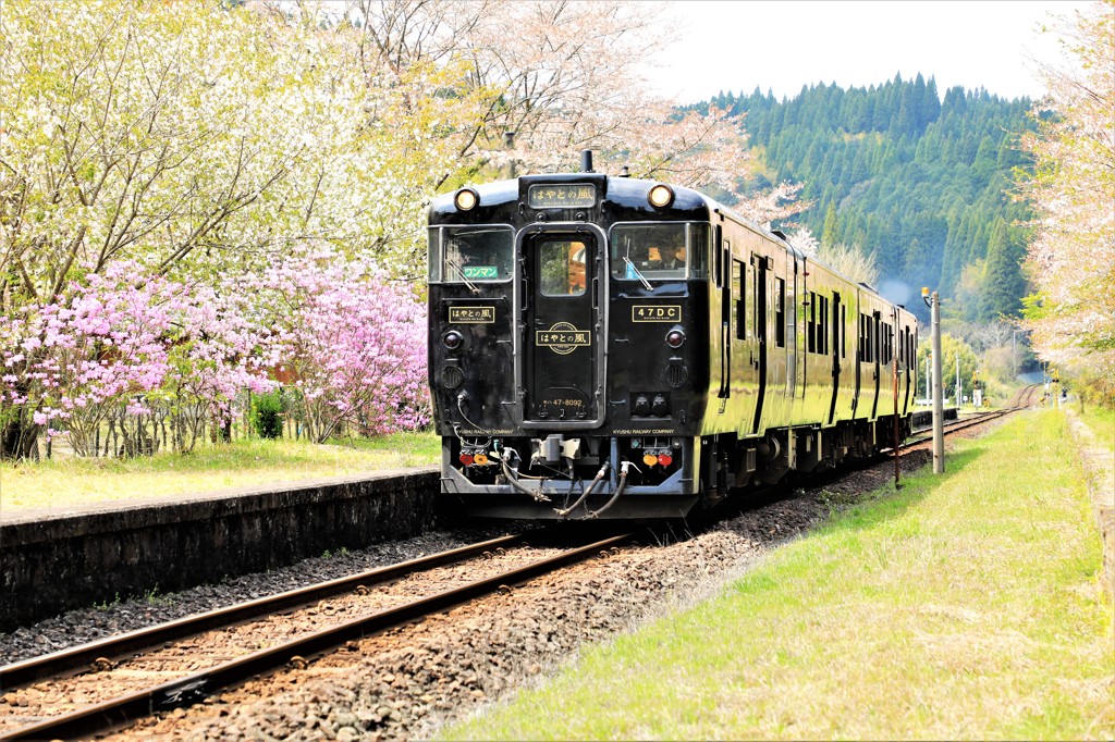 花に囲まれて