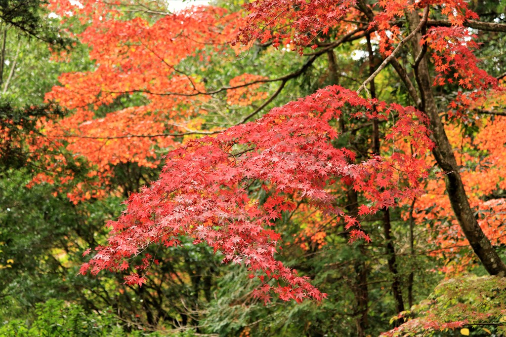 紅葉を求めて2