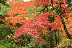 紅葉を求めて2
