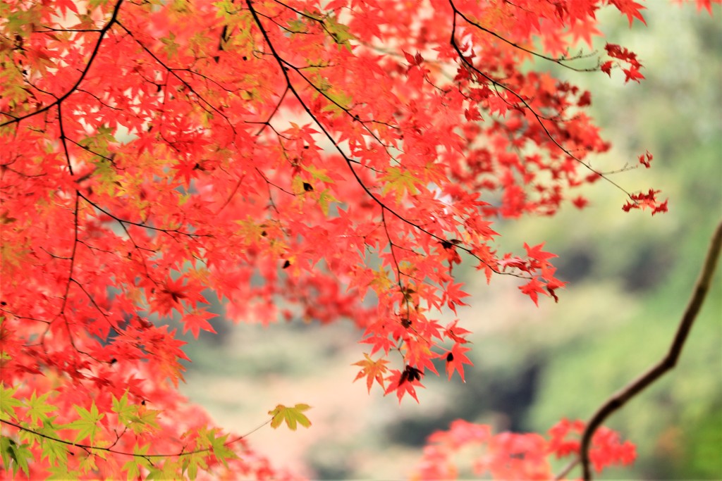 紅葉に夢中