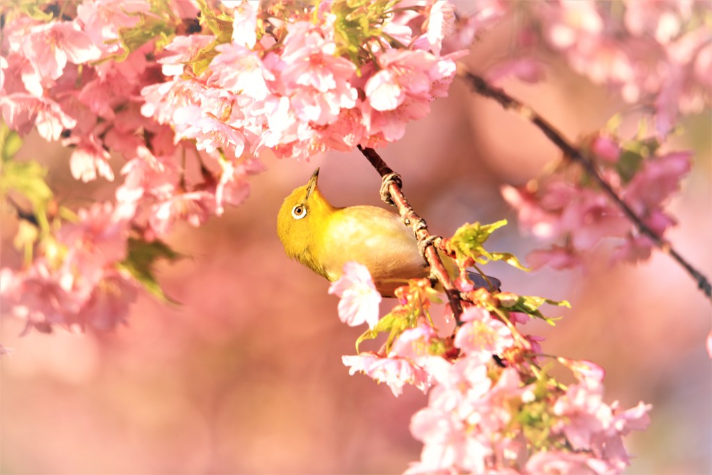 春光の中で 