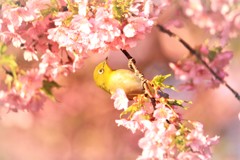 春光の中で 