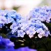 紫陽花2