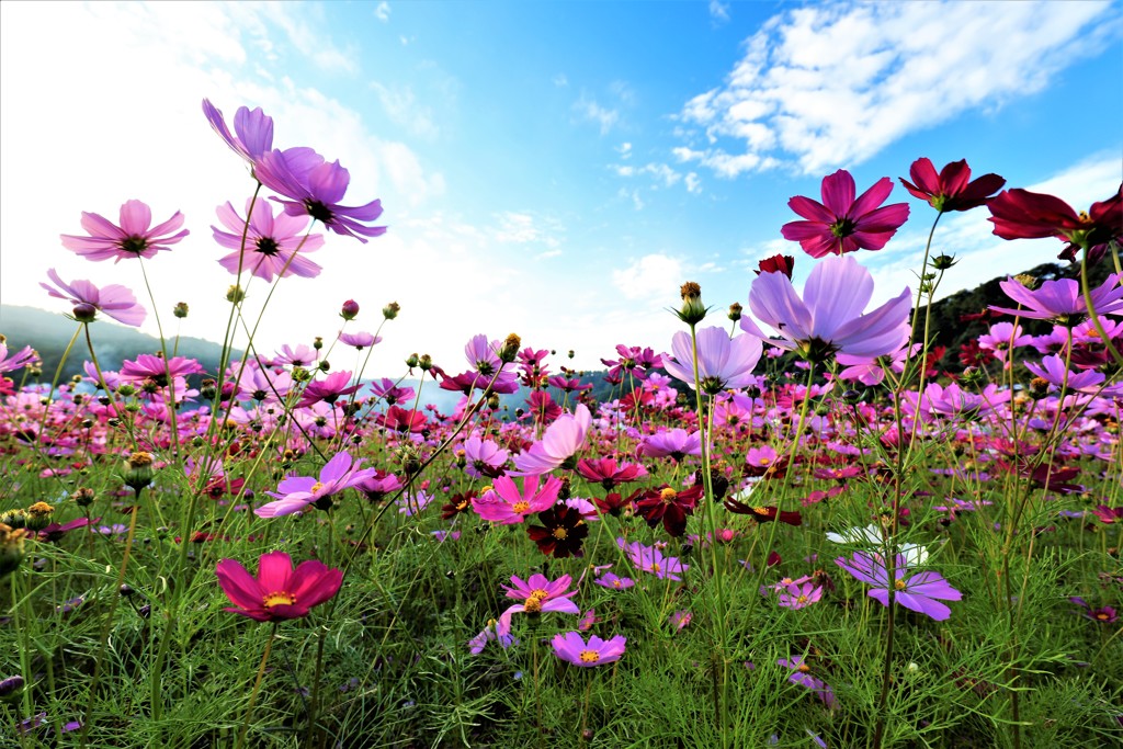 秋空のコスモス畑にて