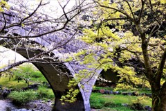 桜と新緑の紅葉