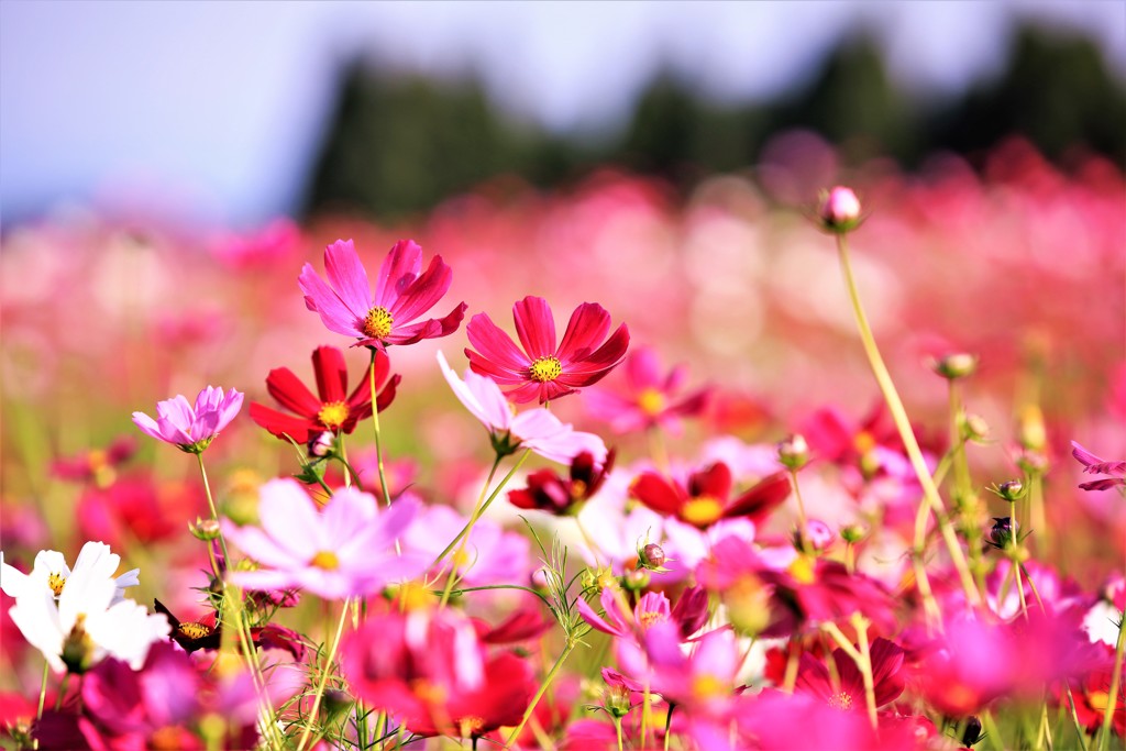 秋桜に魅了されながら