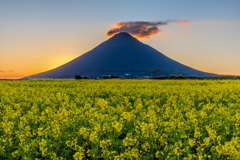 開聞岳と菜の花畑