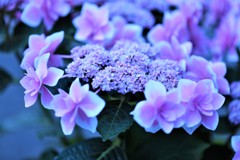 紫陽花の咲く季節
