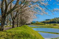 桜並木を散策中