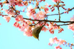 河津桜とメジロのコラボ