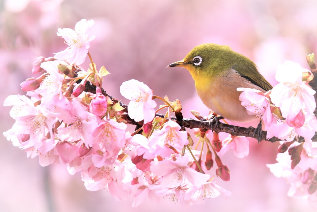 花の香りに誘われて