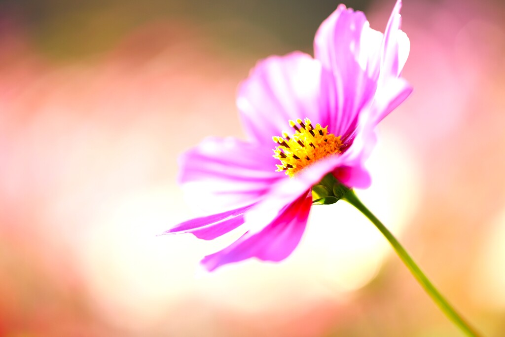 秋桜