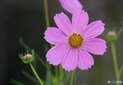 cosmos