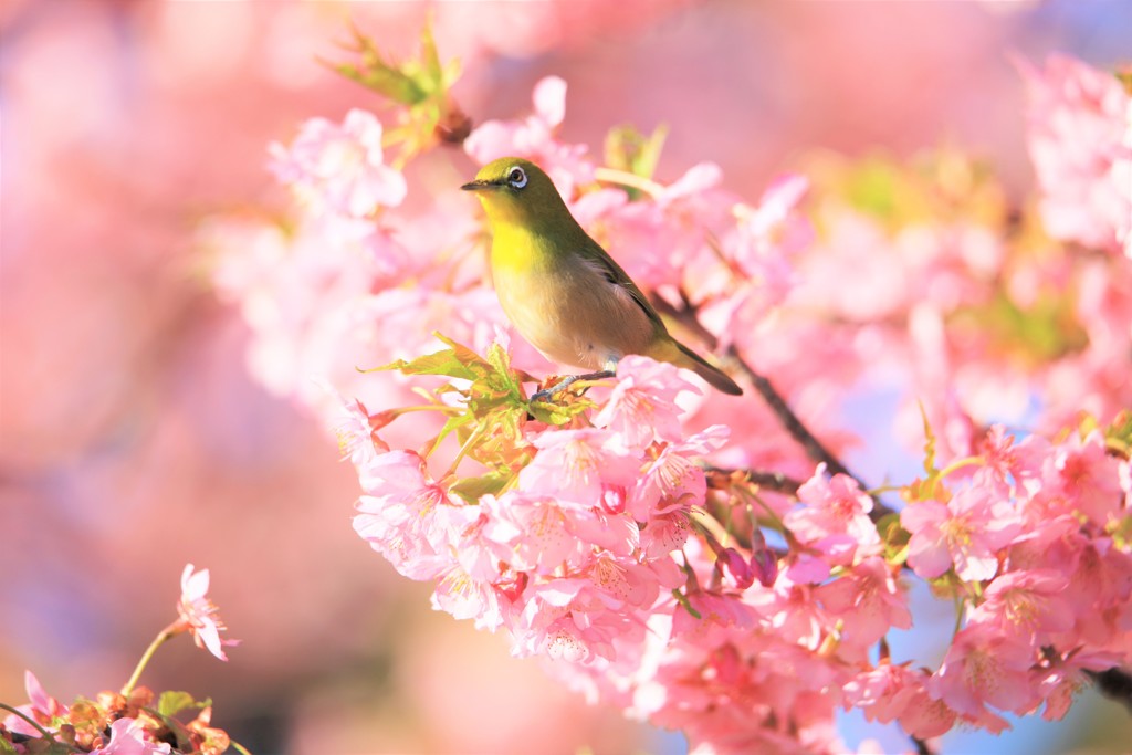 春爛漫