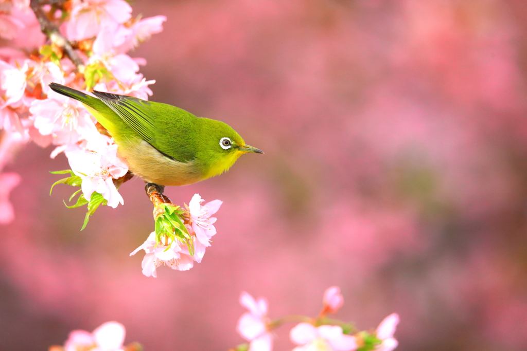 春が来たと思う時