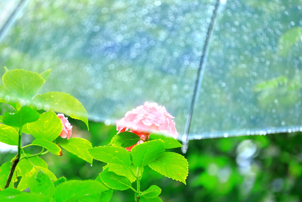 雨のシャワーを浴びながら