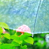 雨のシャワーを浴びながら