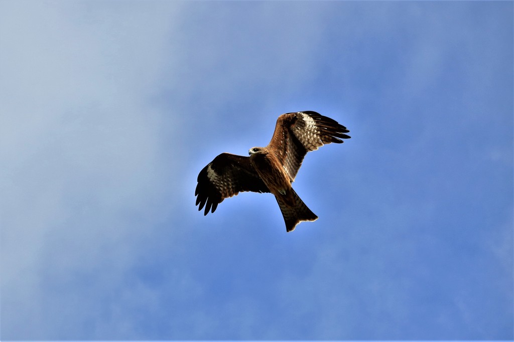 秋空の中の鳶