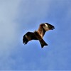 秋空の中の鳶