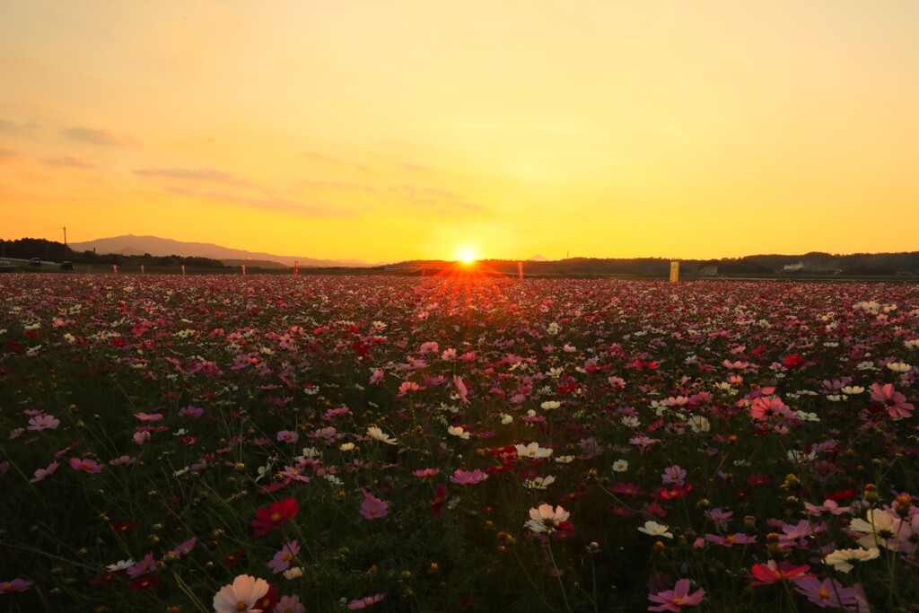 秋桜畑と沈む夕日
