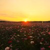 秋桜畑と沈む夕日