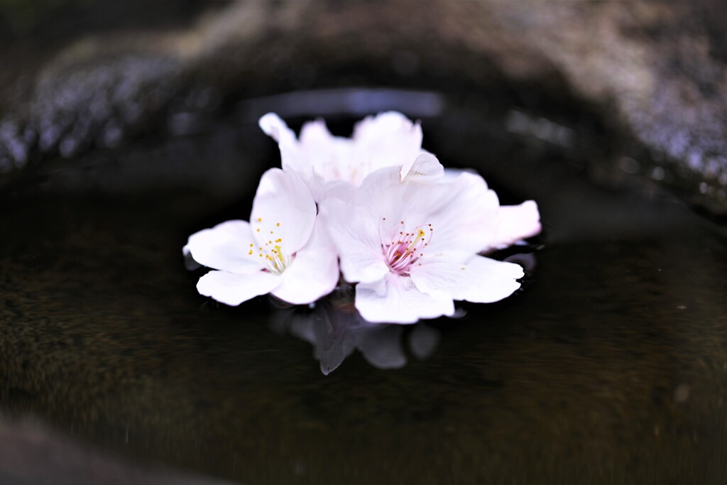 桜