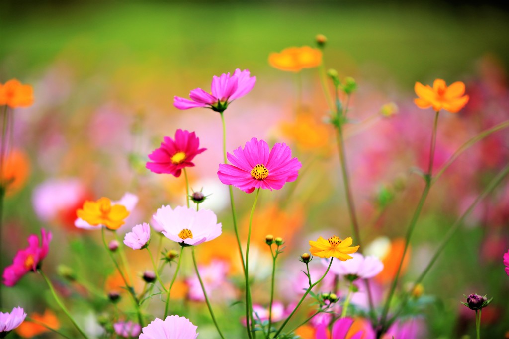 色々な秋桜