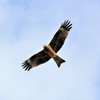 秋空に鳶が舞う