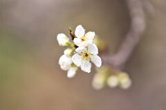 Plum blossom