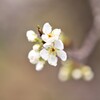 Plum blossom