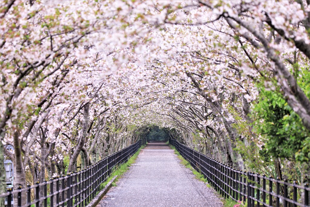 雨上がりの桜並木