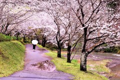 雨模様の桜並木