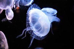 jellyfish 