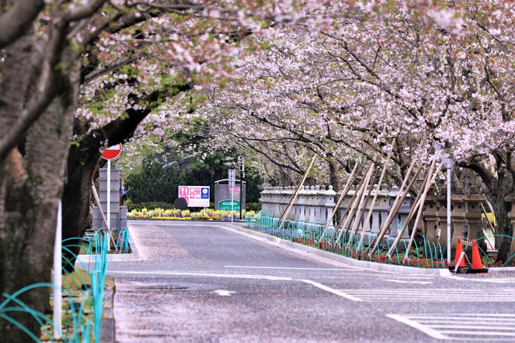 今年の桜も見納め