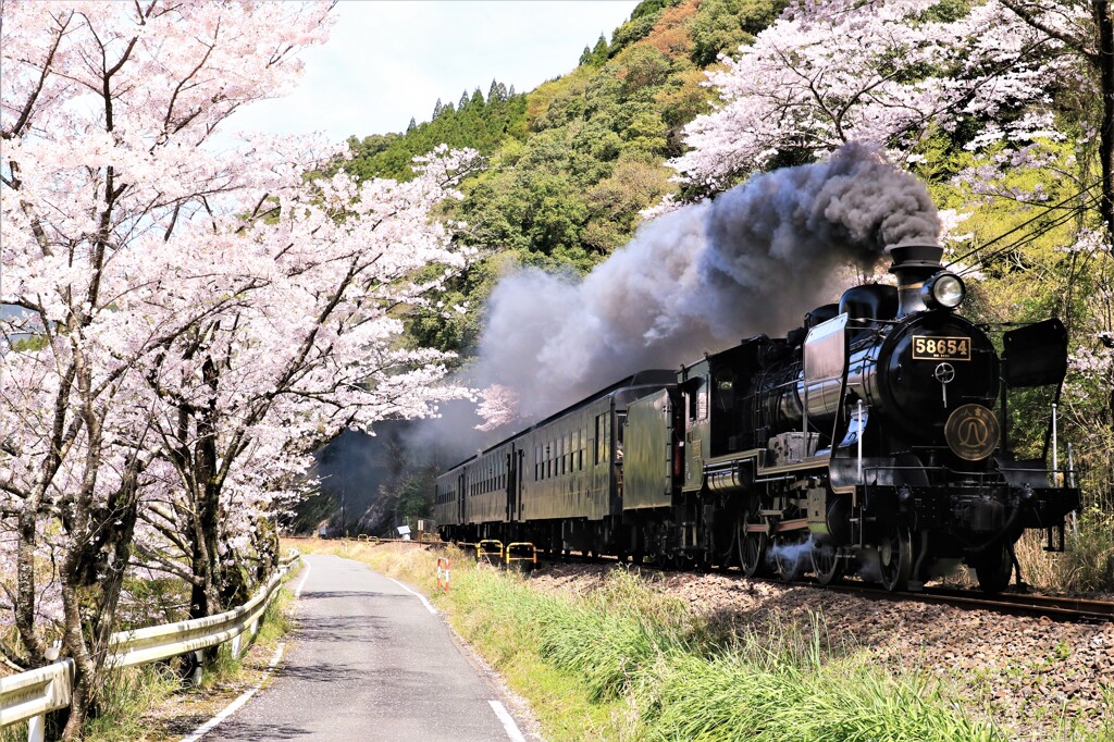 満開の桜とＳＬ人吉