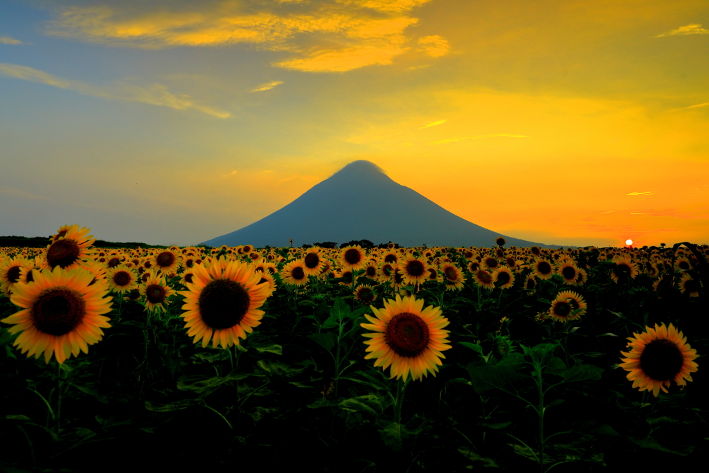 夕暮れ時のひまわり