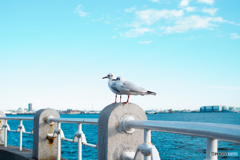 ゆりかもめ横浜