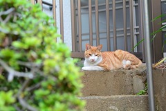 ネコ昼下がり