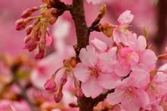河津桜
