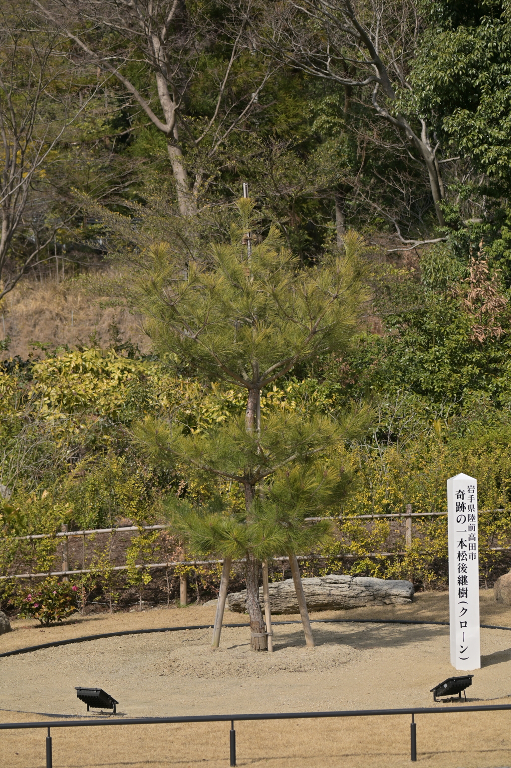 ずいぶん大きくなりました
