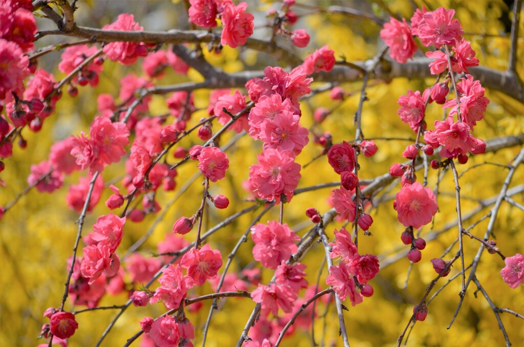 蔵出し　花桃