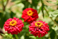 飛行機待ち時間に畑の花を。