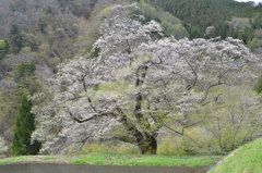 駒つなぎの桜