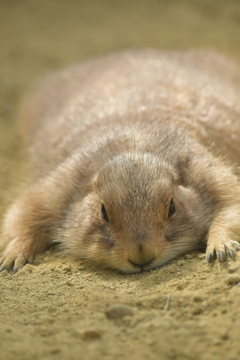 平日はゆっくりさせてくれ　3