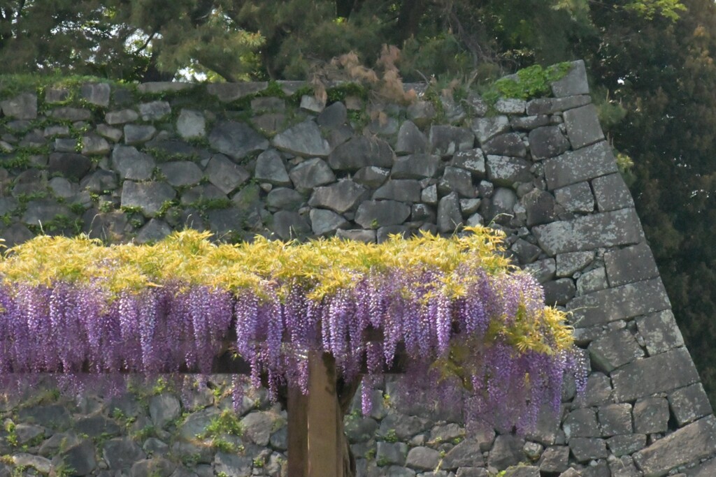 名城公園　藤棚　4－2