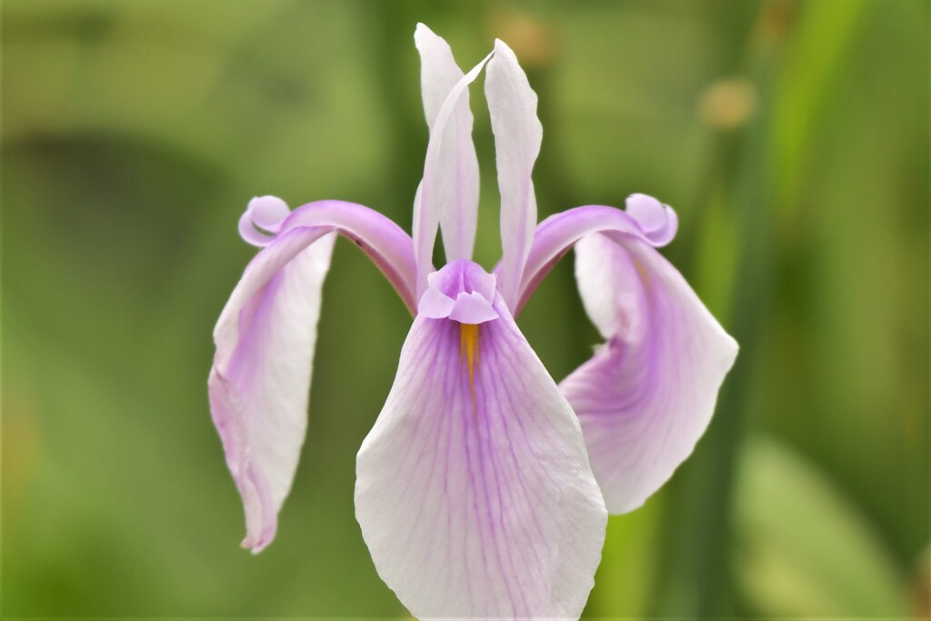 花菖蒲3－2