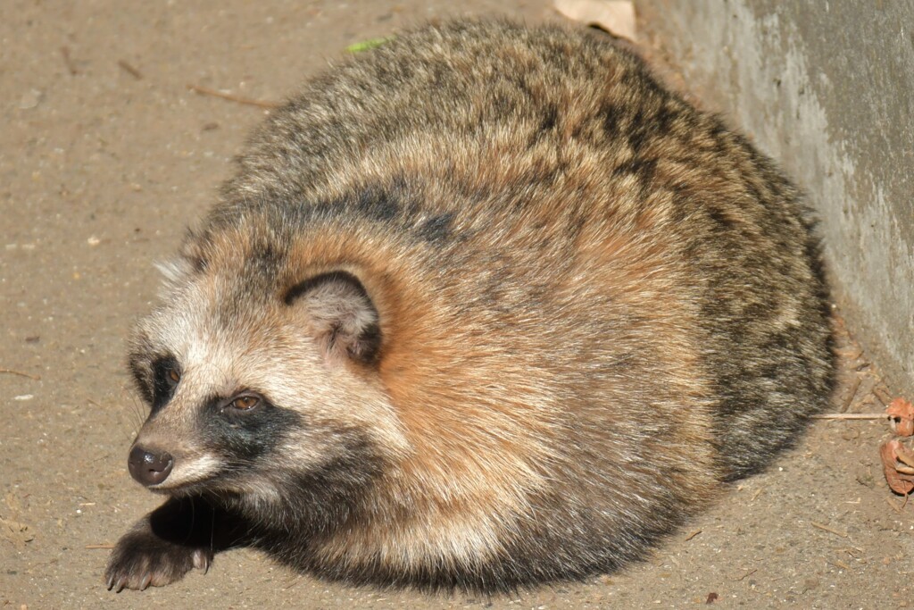 ぽんぽこりん